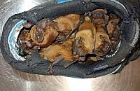 Nietoperze ukryły się w butach na balkonie